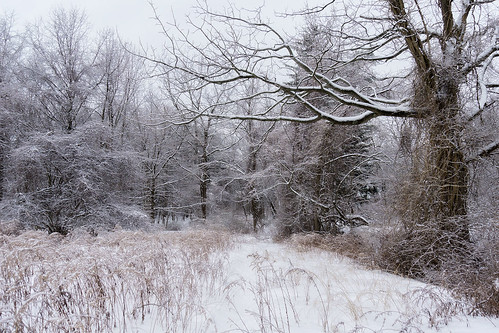 trees winter snow cold nature landscape sony snowstorm scenic rye snowcovered marshlands