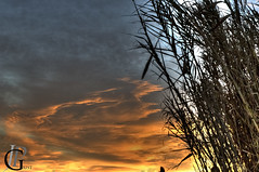 sunset with reeds