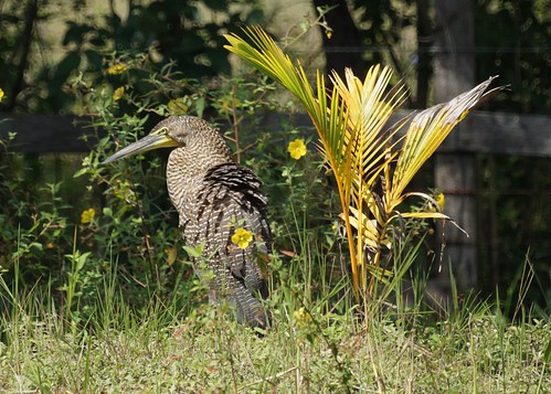 Bare-thtoated Tiger Heron