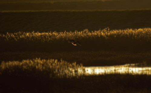 sunrise raptor sillouette marsh birdofprey marshharrier elmleynnr