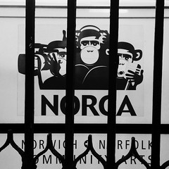NORCA chimps behind bars