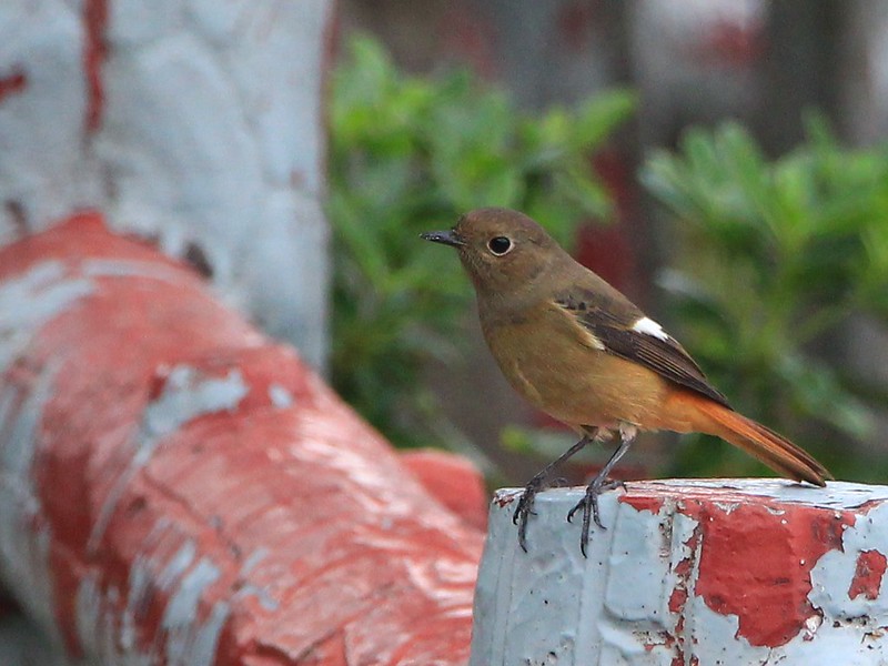IMG_7575_ 黃尾鴝 母鳥 Daurian Redstart