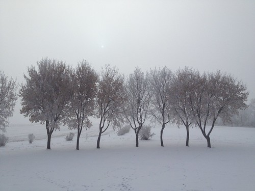 maple trees in the fog