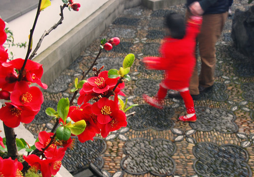 Vancouver's Chinese New Year 2015: Flowering Quince Bonsai in Sun Yat Sen Garden