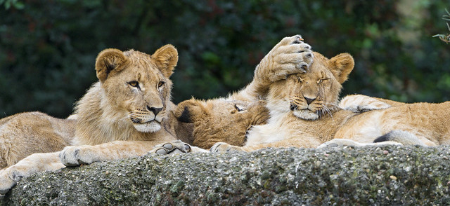 Lion cubs doing nonsense