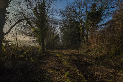 morning trees sky mist canon way track shadows mud path farm rail devon fields tamron tavistock 6d