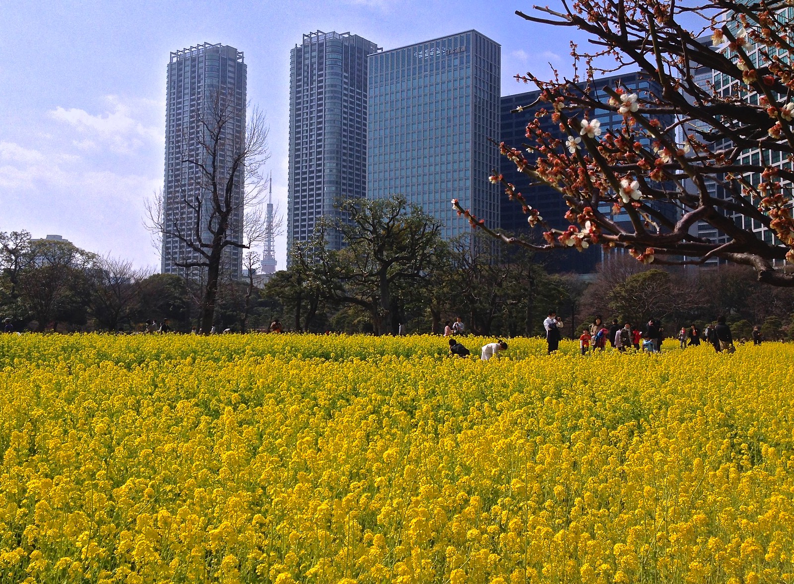Yellow Rapeseeds and Sakura flowers at Hamarikyu Gardens