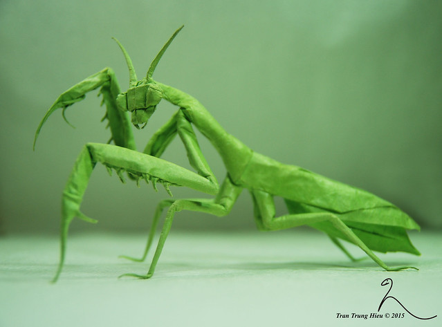 Praying mantis