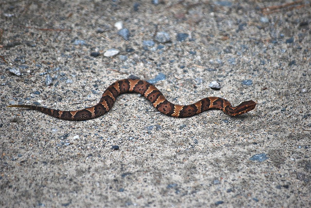 A cottonmouth at False Cape State Park in Virginia