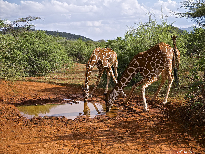 Safari en Samburu: Jirafas, Elefantes, Leones, Guepardos y muchísimos pájaros - 12 días de Safari en Kenia: Jambo bwana (75)