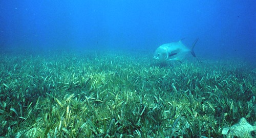 Healthy seagrass meadows prevent erosion on coasts, store carbon, and provide marine animals with food and habitat. (National Oceanic and Atmospheric Agency)
