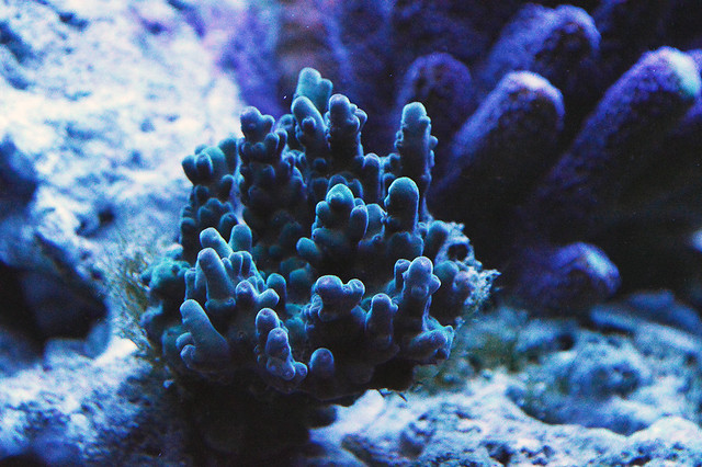 EdoVan's Shallow Nano Reef 150L - Page 4 16006122802_c72e840011_z