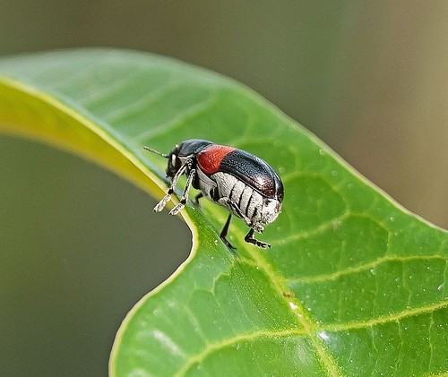 red white black color gardens bug insect mexico botanical flying sony beetle mexican vallarta leafbeetle a65 platinumheartawards megalostomispyropyga sonya65 slta65