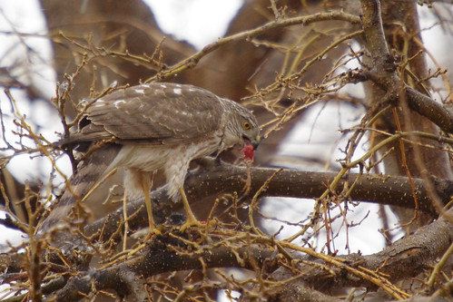bird rain birds hawk prey predator borger texaspanhandle borgertexas hawkeating borgertx