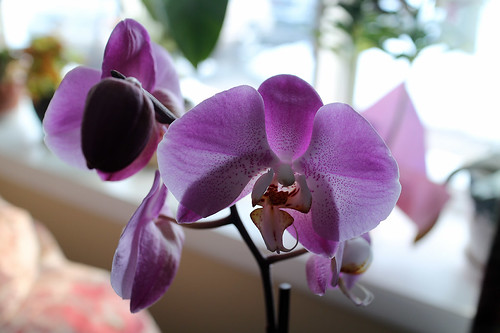 IMG_7066 Orchid