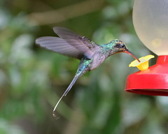 Roosting hummingbird in forest in Monteverde area of Costa Rica-24 3-25-14