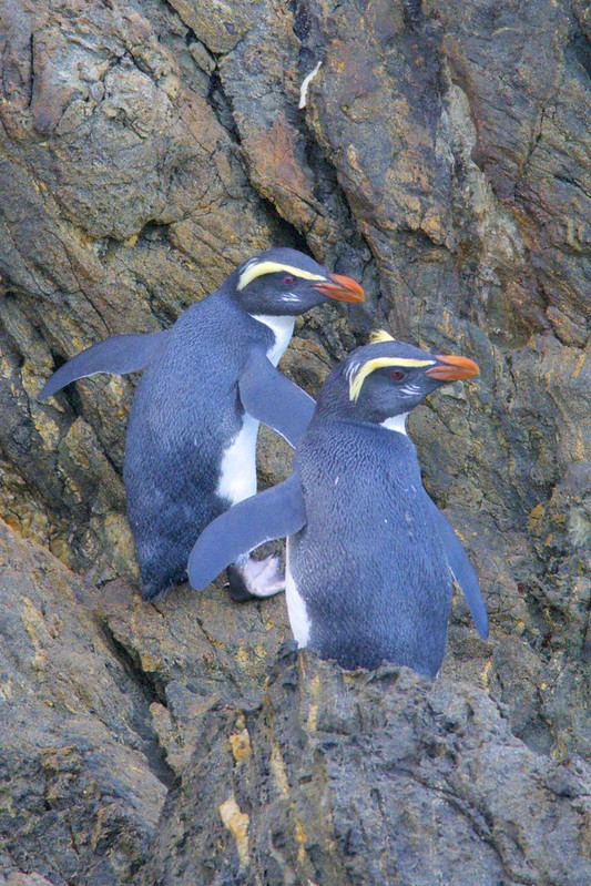 Fiordland Crested Penguin, Eudyptes pachyrhynchus