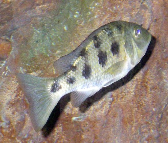 Fossorochromis rostratus 15855251878_cea3608ef6_o