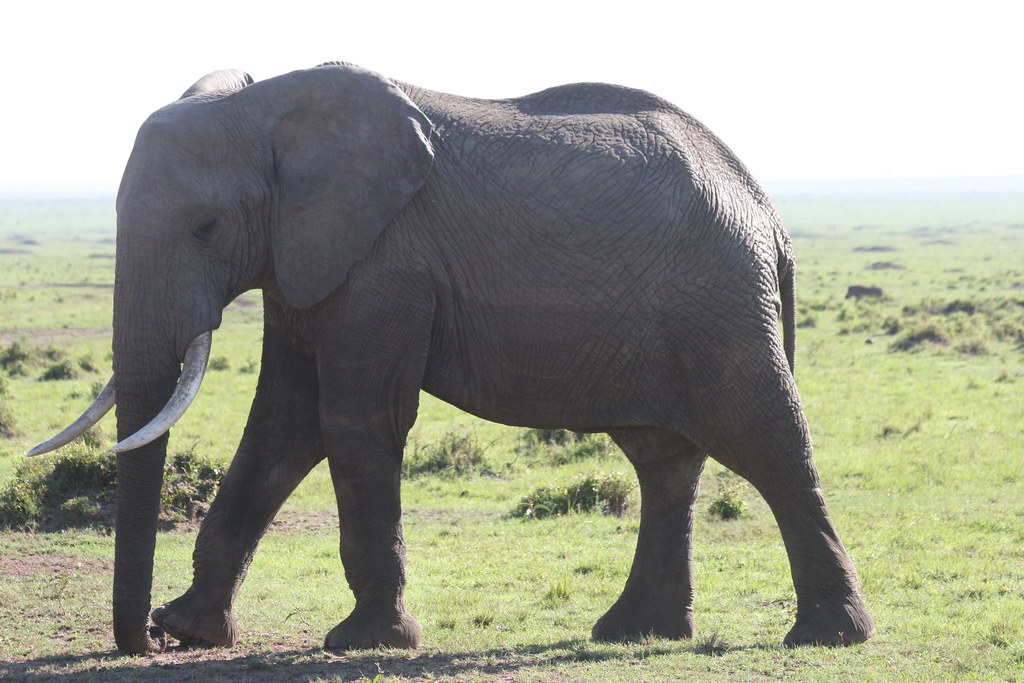MEMORIAS DE KENIA 14 días de Safari - Blogs de Kenia - MASAI MARA II (12)
