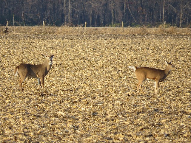 White-tailed Buck in McLean County, IL 13