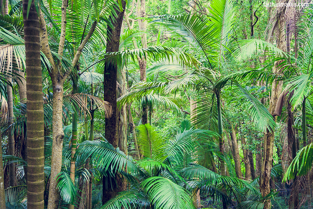 Exotic jungle scene with plenty of palm trees