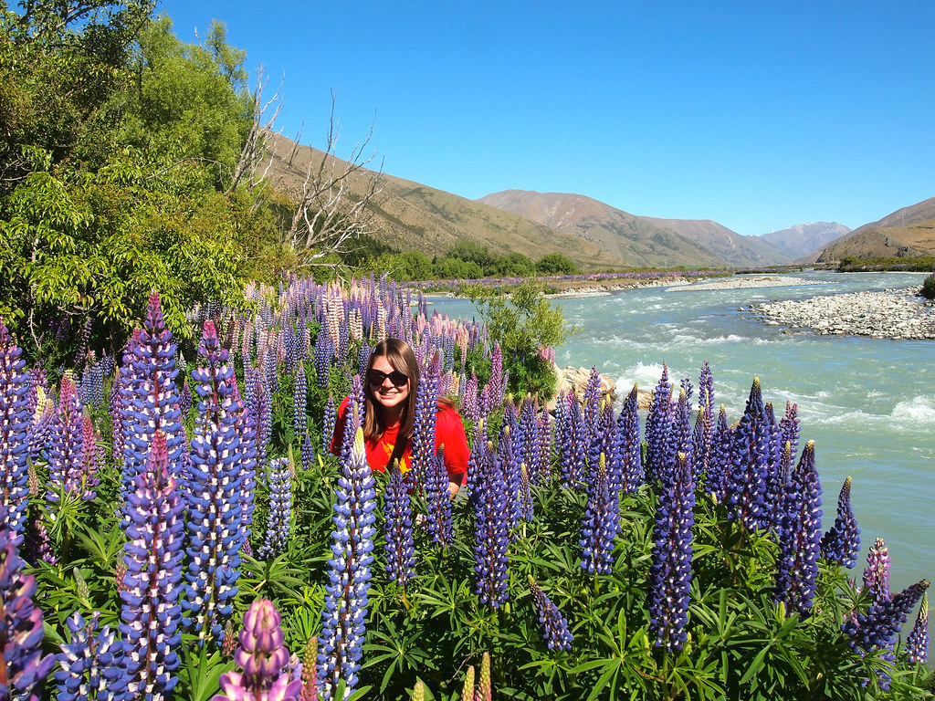 Lupin field in New Zealand