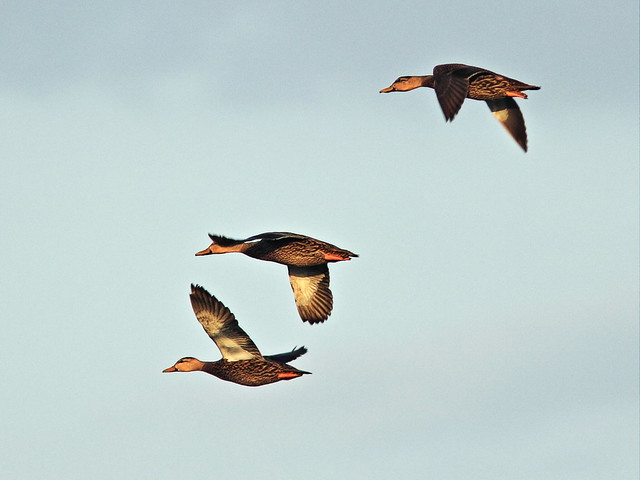 Mottled Ducks in flight 20150306