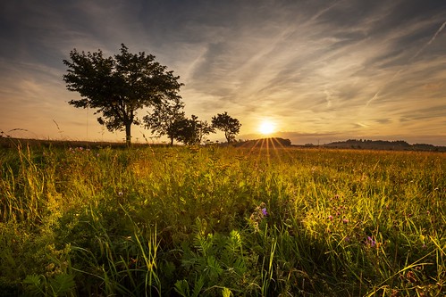sunset sunshine bathed meadow magic ripening grain moravian trees tree sky season scenic scenery rural plant outdoor nature landscape land idyllic horizon green grass forest field farm evening environment day countryside country cloudy clouds cloud beauty beautiful background agriculture