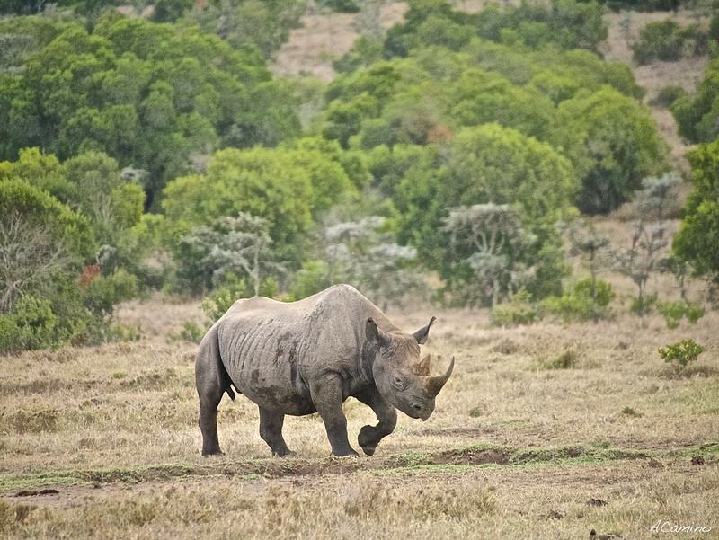 Parque de Sweetwaters: cara a cara con el Rinoceronte Negro - 12 días de Safari en Kenia: Jambo bwana (22)