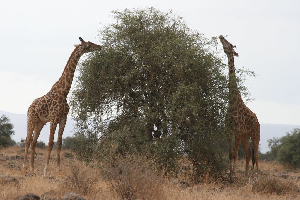 AMBOSELI II - MEMORIAS DE KENIA 14 días de Safari (35)