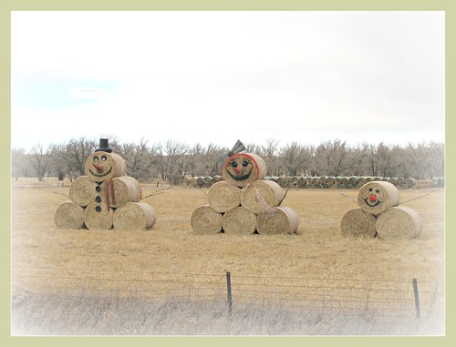 winter holiday rural simla colorado funny haybales rotoballe