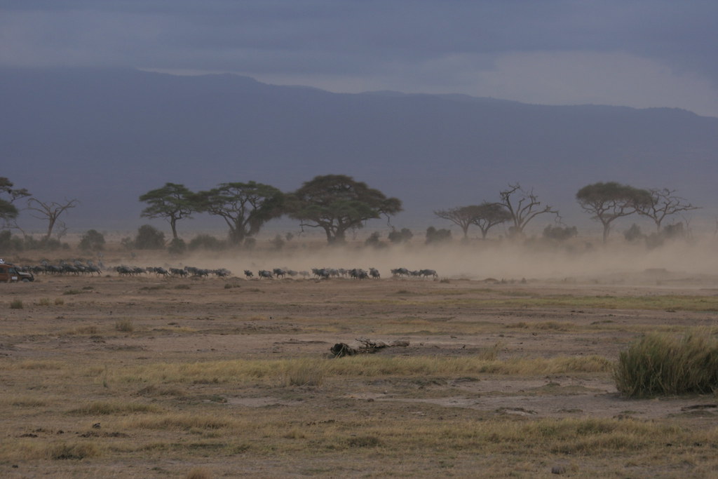 AMBOSELI II - MEMORIAS DE KENIA 14 días de Safari (44)