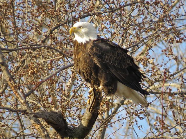 Bald Eagle at the Lock & Dam in Quincy, IL 14