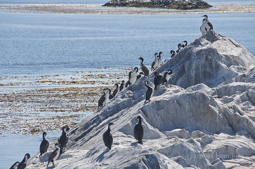 【写真】2015 世界一周 : ビーグル水道（ペンギン生息地まで）/2015-01-24/PICT8765