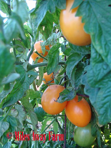 Valencia Tomatoes on the vine