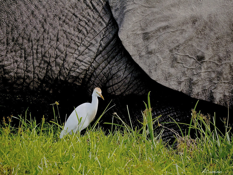 12 días de Safari en Kenia: Jambo bwana - Blogs de Kenia - Amboseli: Buscando la foto del elefante a los pies del Kilimanjaro (41)