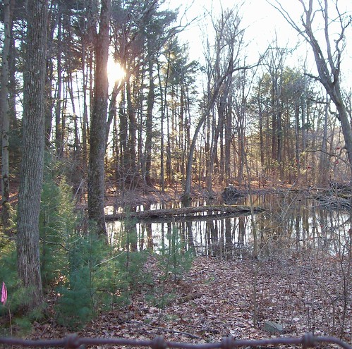 woodland pond