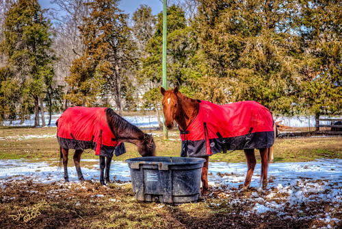 morning trees winter horses unitedstates farm alabama sunny somerville daytime february livestock morgancounty redcover