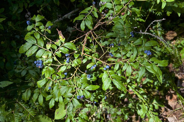 plants with berries 0004 Appalachian trail, Vermont, USA