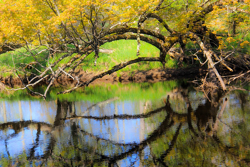 nature river stream water tree woods forest shoreline riverbank landscape reflection reflect leaves shadows summer wisconsin northwoods maple acer wilderness heir