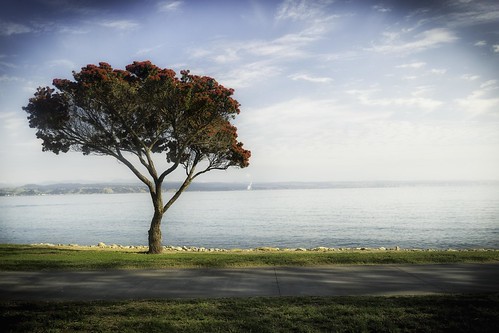 newzealand landscape napier hawkesbay newzealandchristmastree ahuriri canoneos6d pōhutukawatree