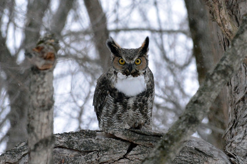 bird indiana denver owl