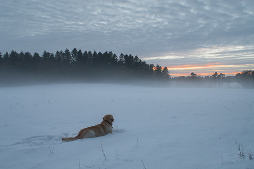 winter sunset dog sun snow tree girl beautiful denmark europa labrador natur calm