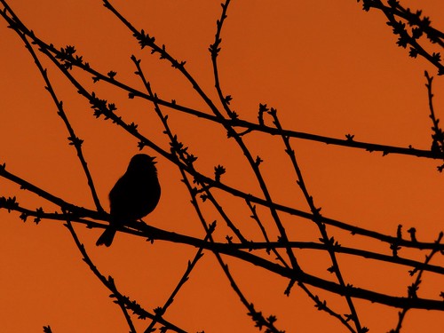 bird robin silhouette sunrise singing branches buds signofspring