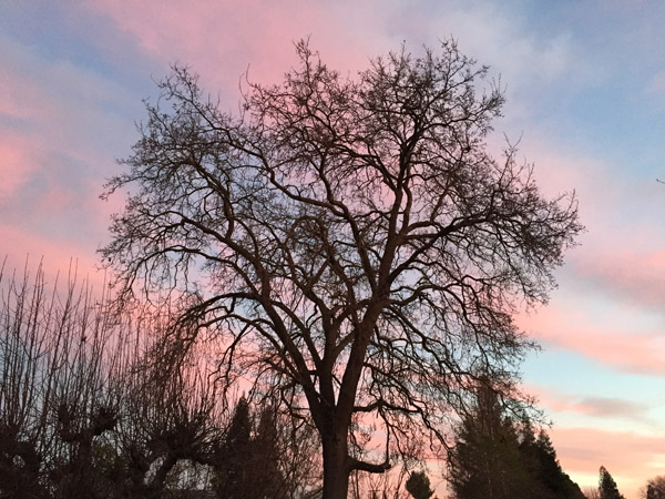 Oak tree at dusk