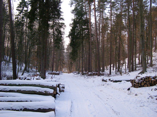 las winter snow nature forest poland polska natura zima gdansk danzig śnieg gdańsk przyroda pomorze snieg pomorskie