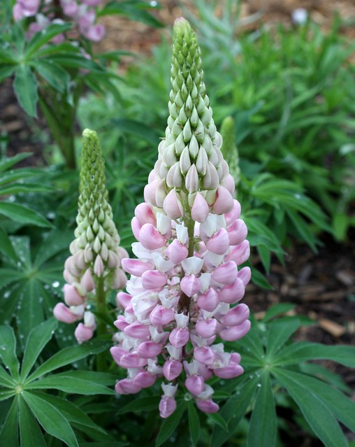 one big and one small pink lupine