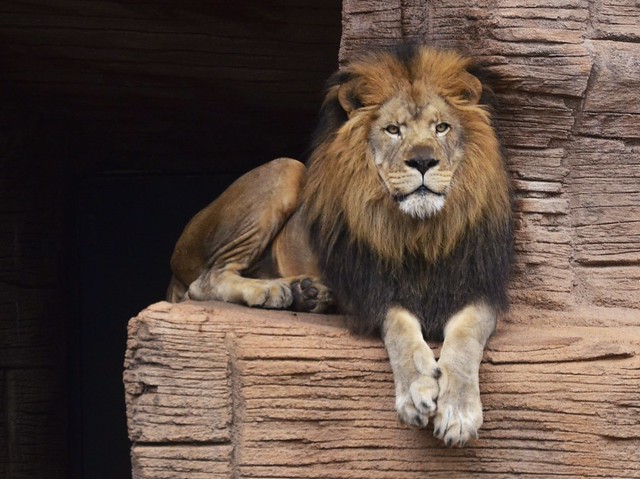 Perched Lion