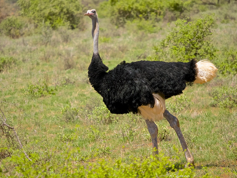 Safari en Samburu: Jirafas, Elefantes, Leones, Guepardos y muchísimos pájaros - 12 días de Safari en Kenia: Jambo bwana (47)