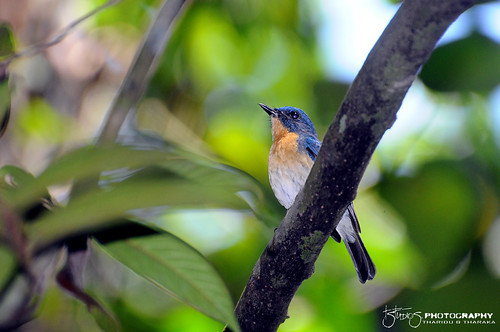blue birds fly rainforest birding catcher flycatcher srilankawildlife srilankabirds